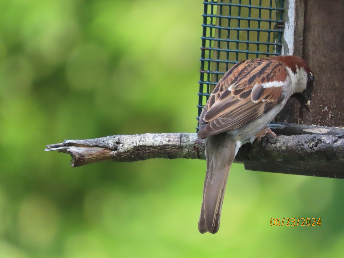 Moineau domestique - ML620773148