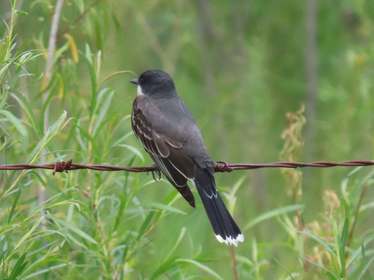 Eastern Kingbird - ML620773149