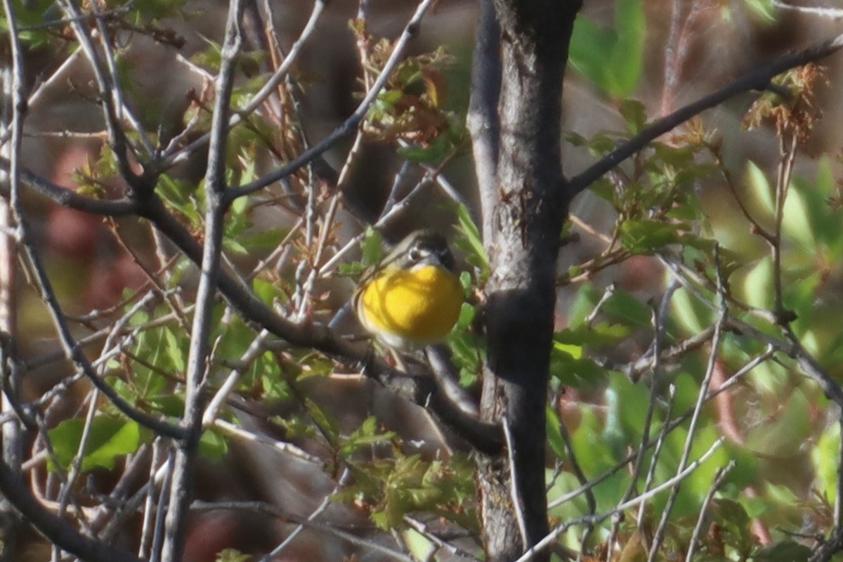 Yellow-breasted Chat - ML620773156