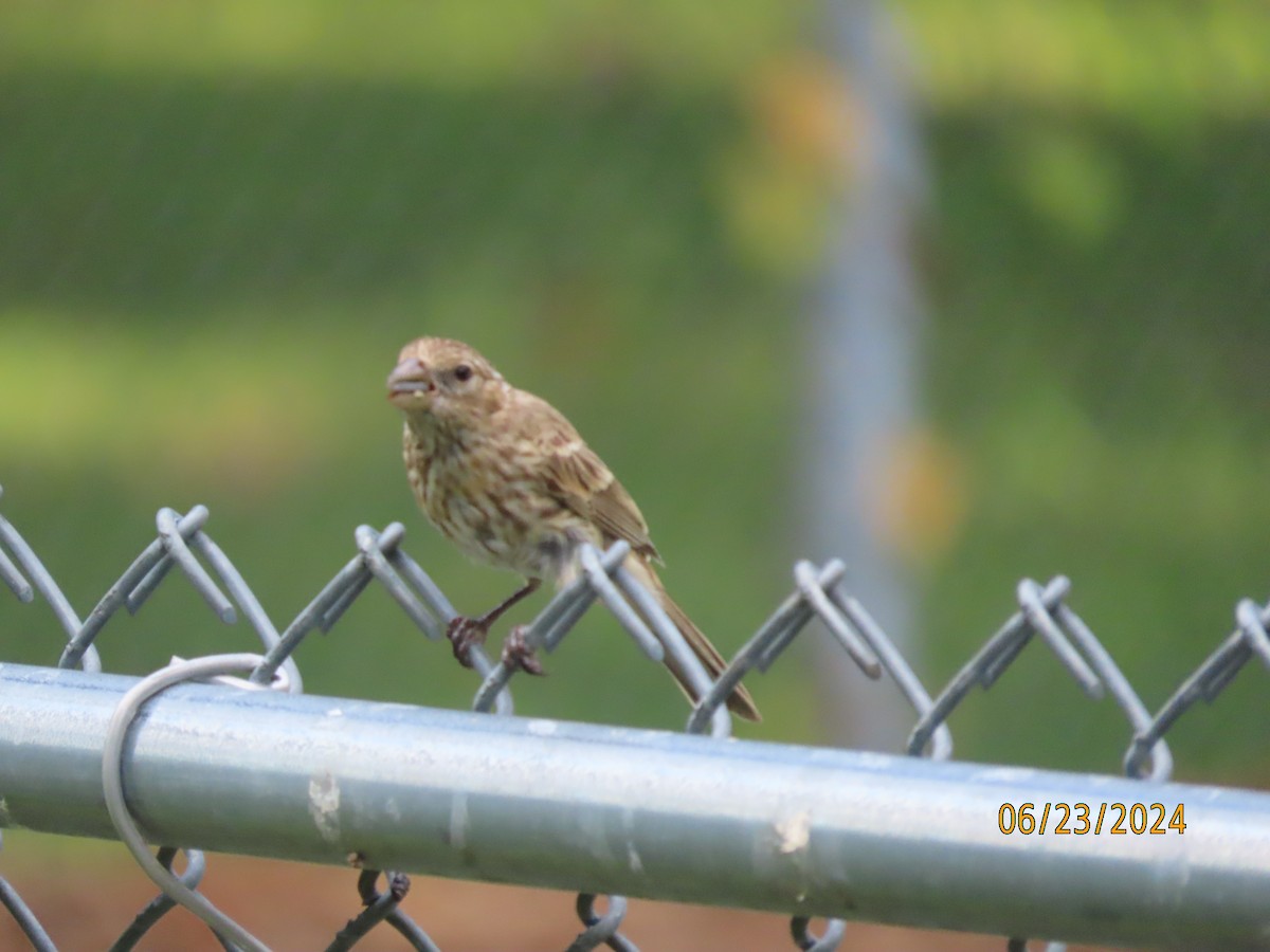 House Finch - Susan Leake