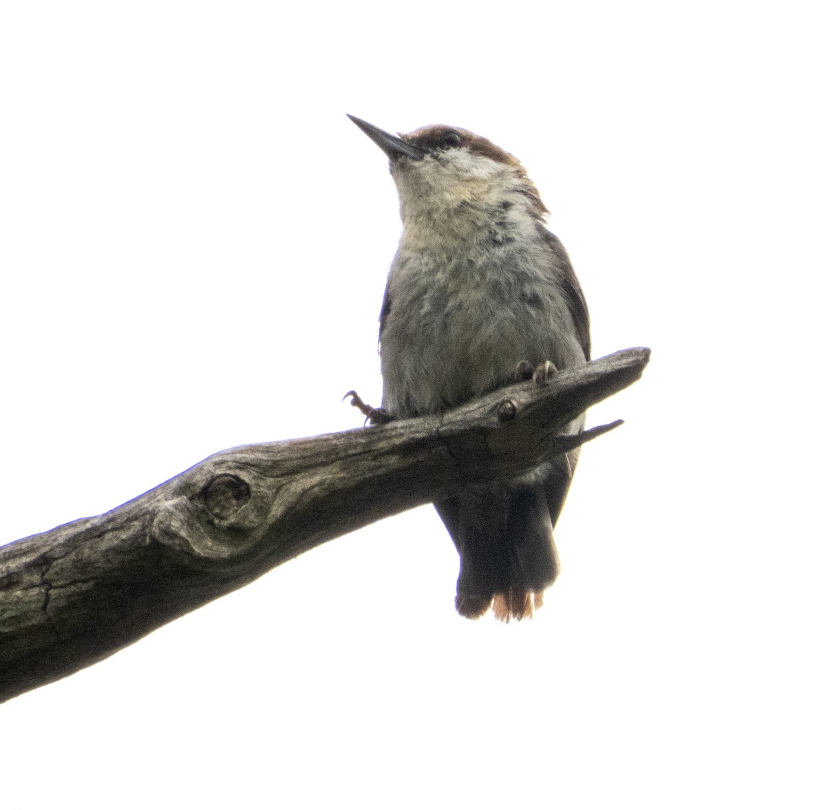 Brown-headed Nuthatch - ML620773162