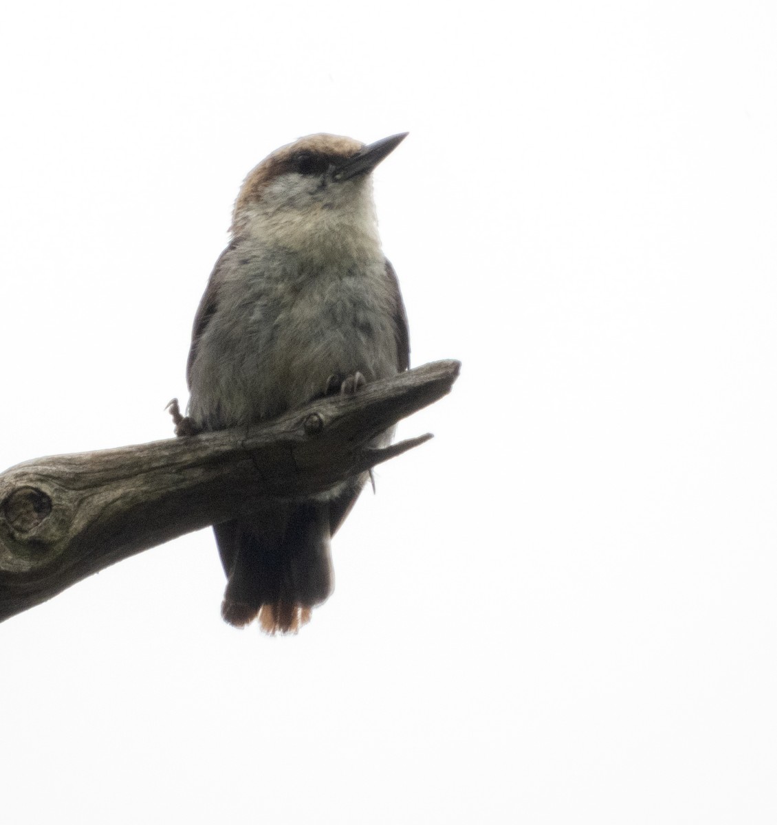 Brown-headed Nuthatch - ML620773163