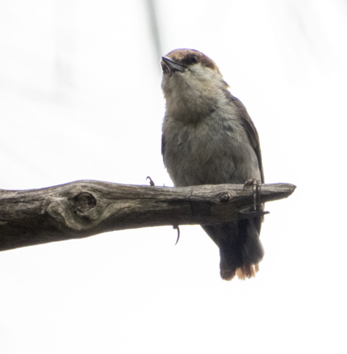 Brown-headed Nuthatch - ML620773165