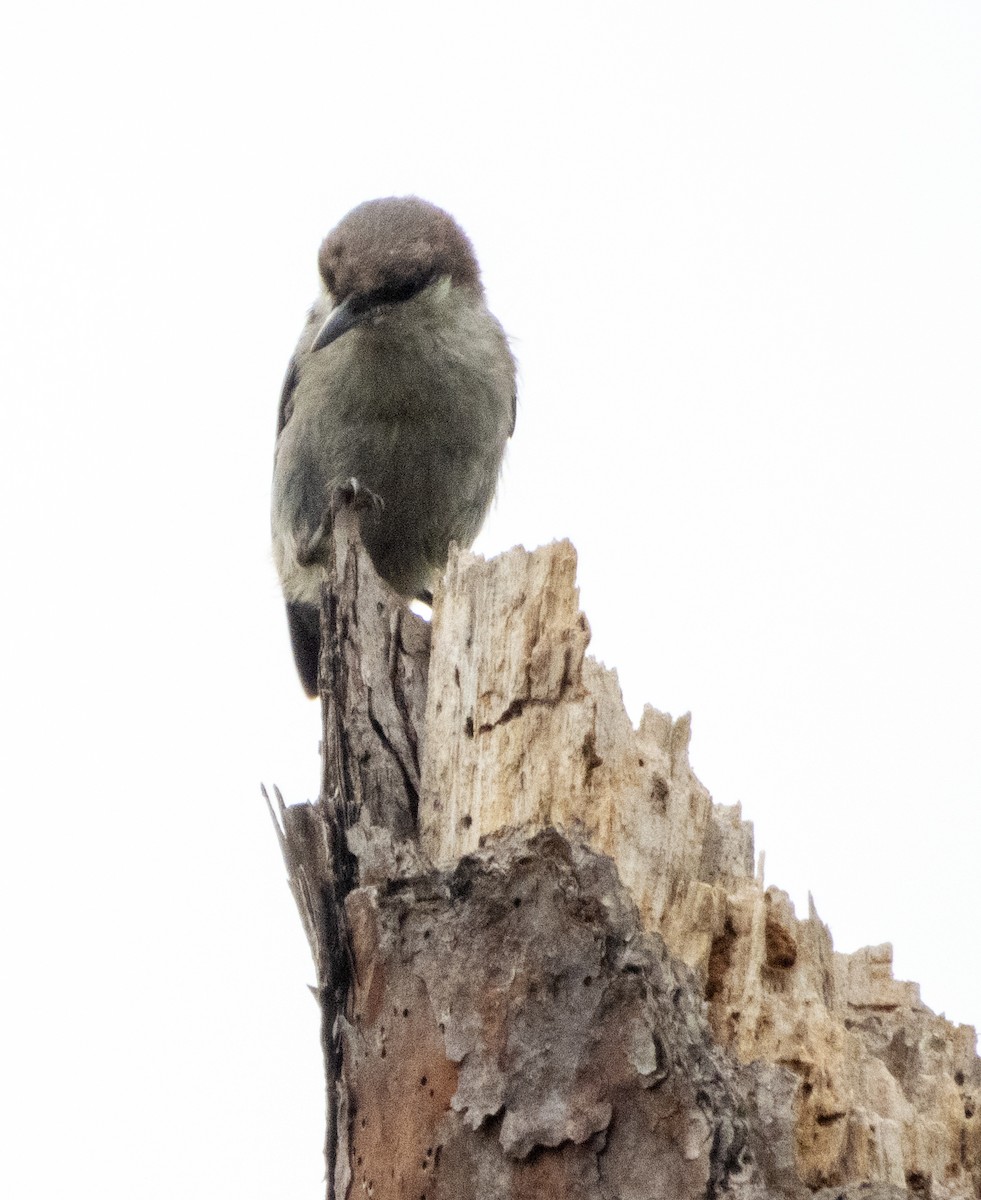 Brown-headed Nuthatch - ML620773167