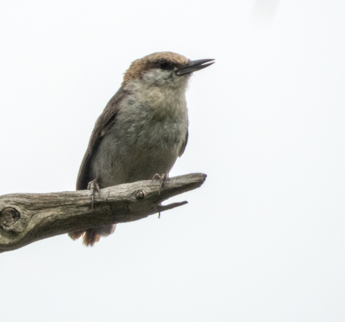 Brown-headed Nuthatch - ML620773168