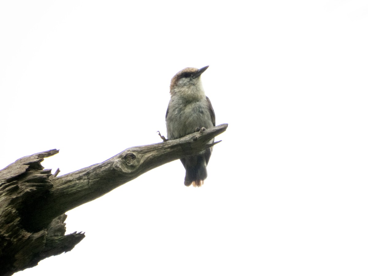 Brown-headed Nuthatch - ML620773169