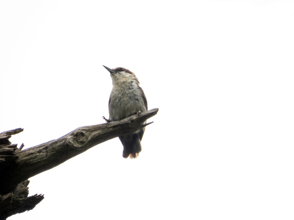 Brown-headed Nuthatch - ML620773170