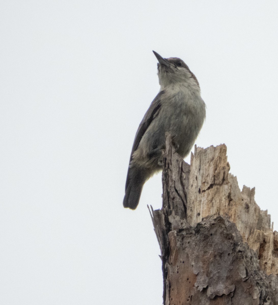 Brown-headed Nuthatch - ML620773171