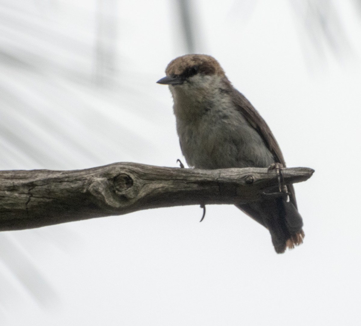 Brown-headed Nuthatch - ML620773172