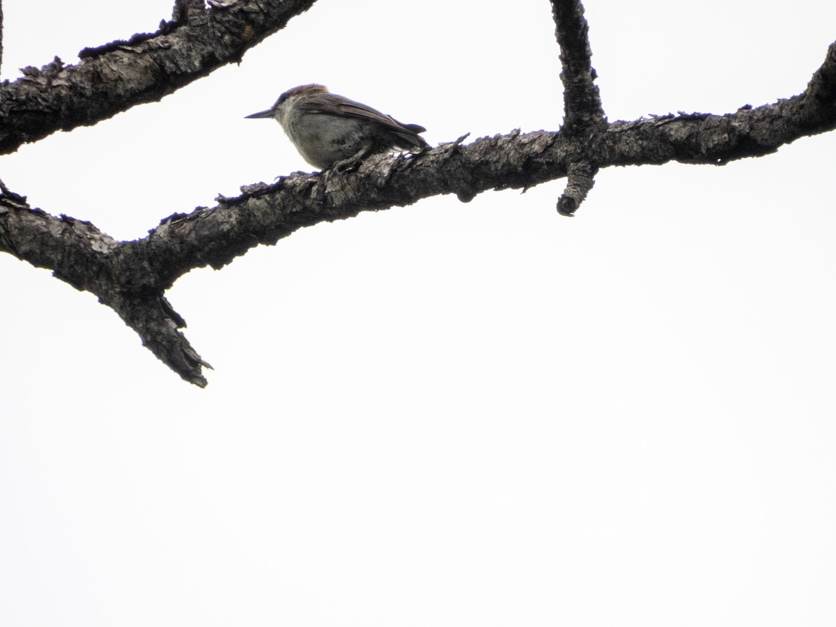 Brown-headed Nuthatch - ML620773174