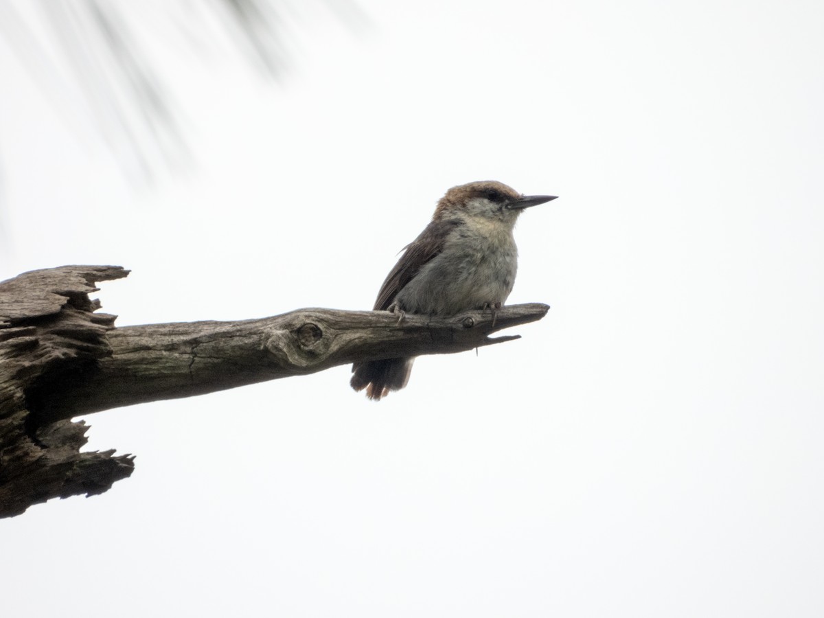 Brown-headed Nuthatch - Mark Penkower