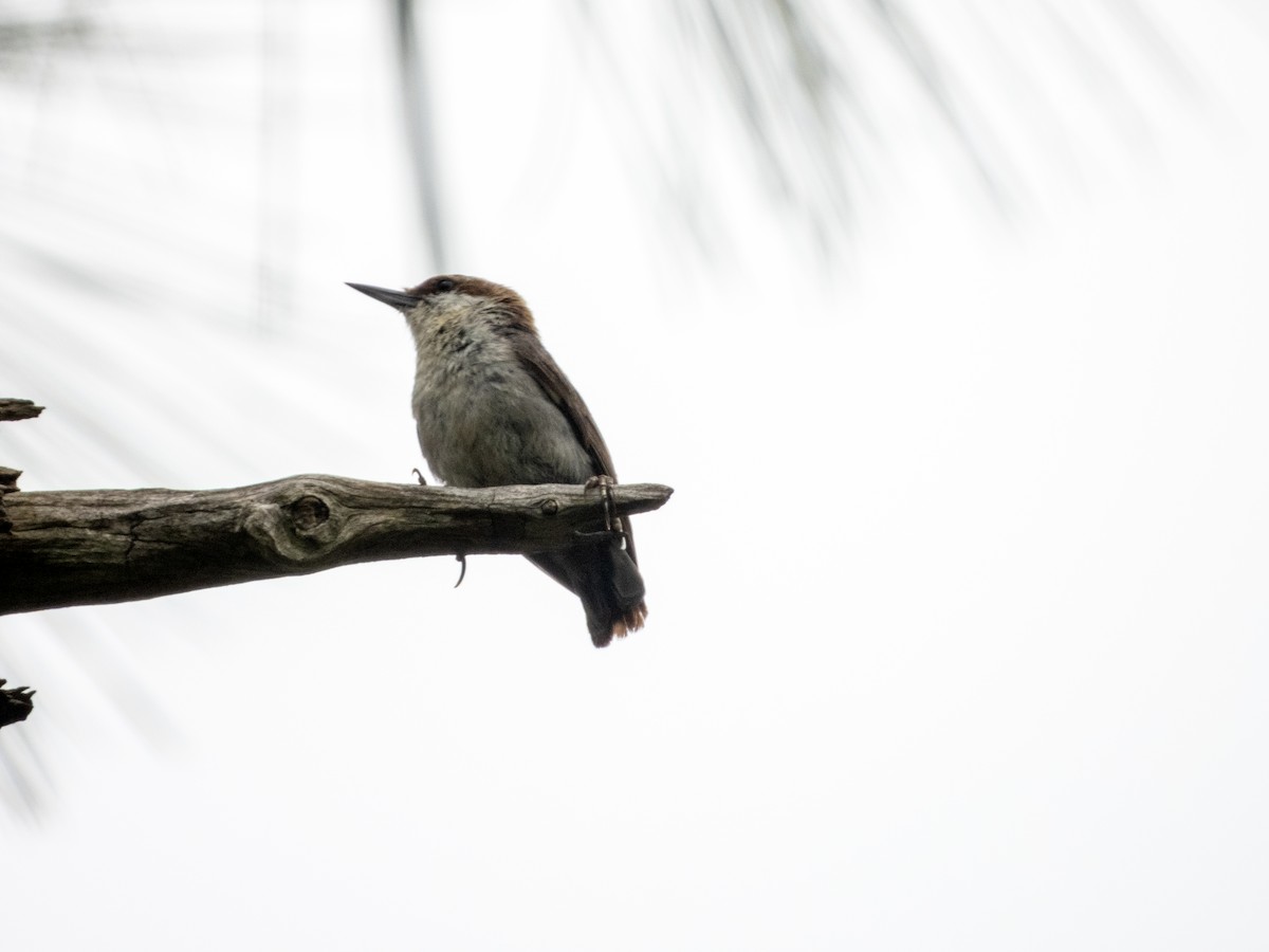 Brown-headed Nuthatch - ML620773177