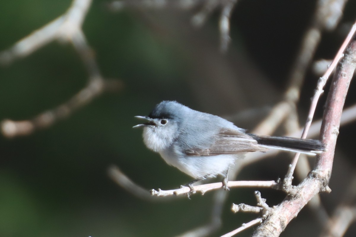 Blue-gray Gnatcatcher - ML620773179