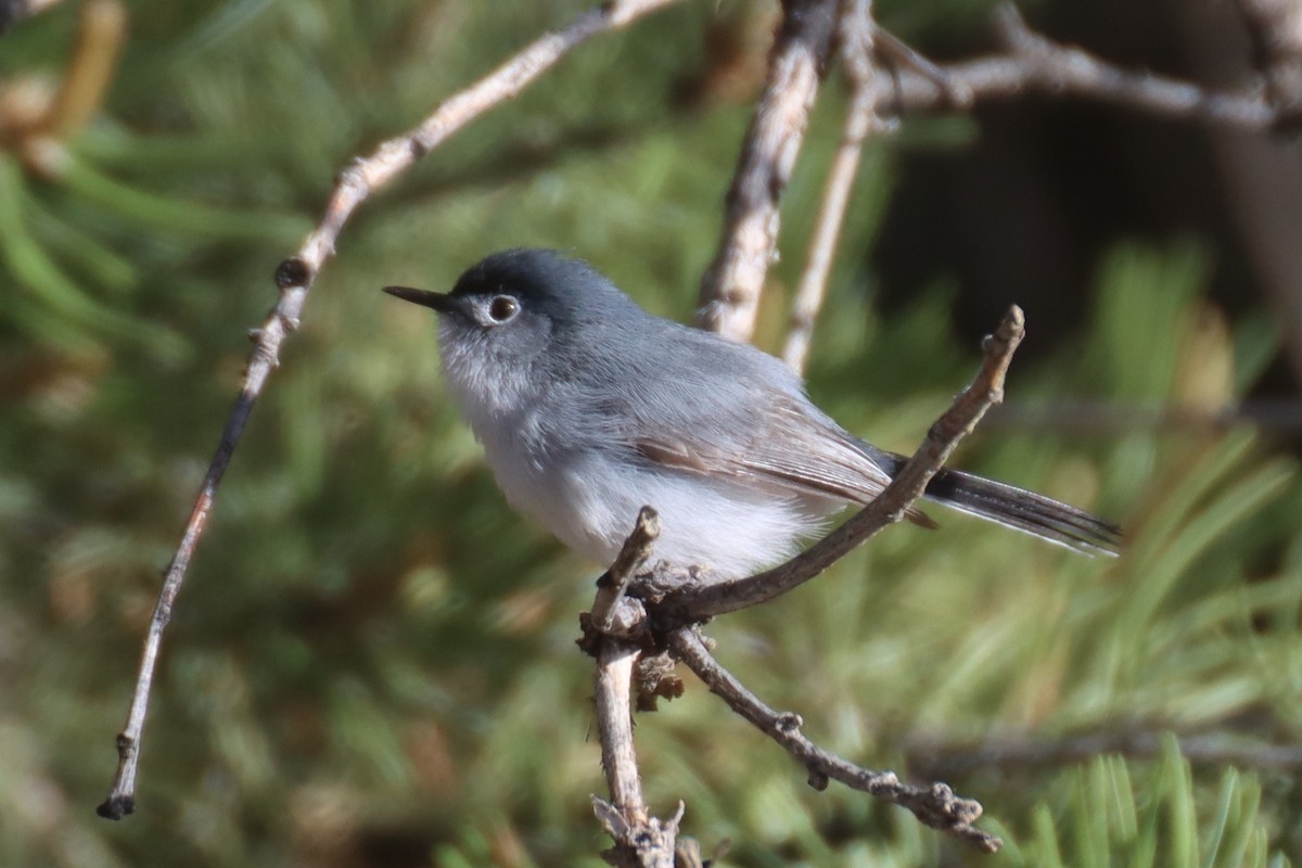 Blue-gray Gnatcatcher - ML620773180