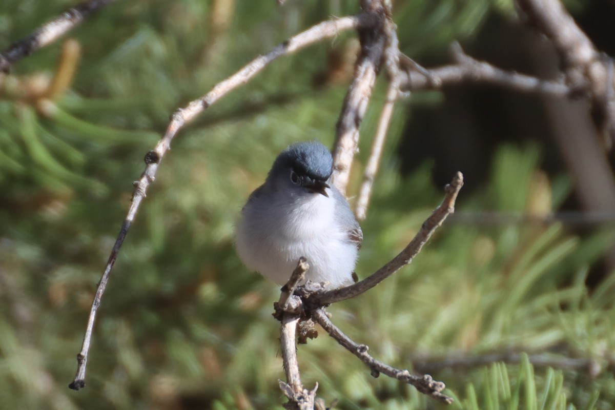 Blue-gray Gnatcatcher - Kathy Mihm Dunning