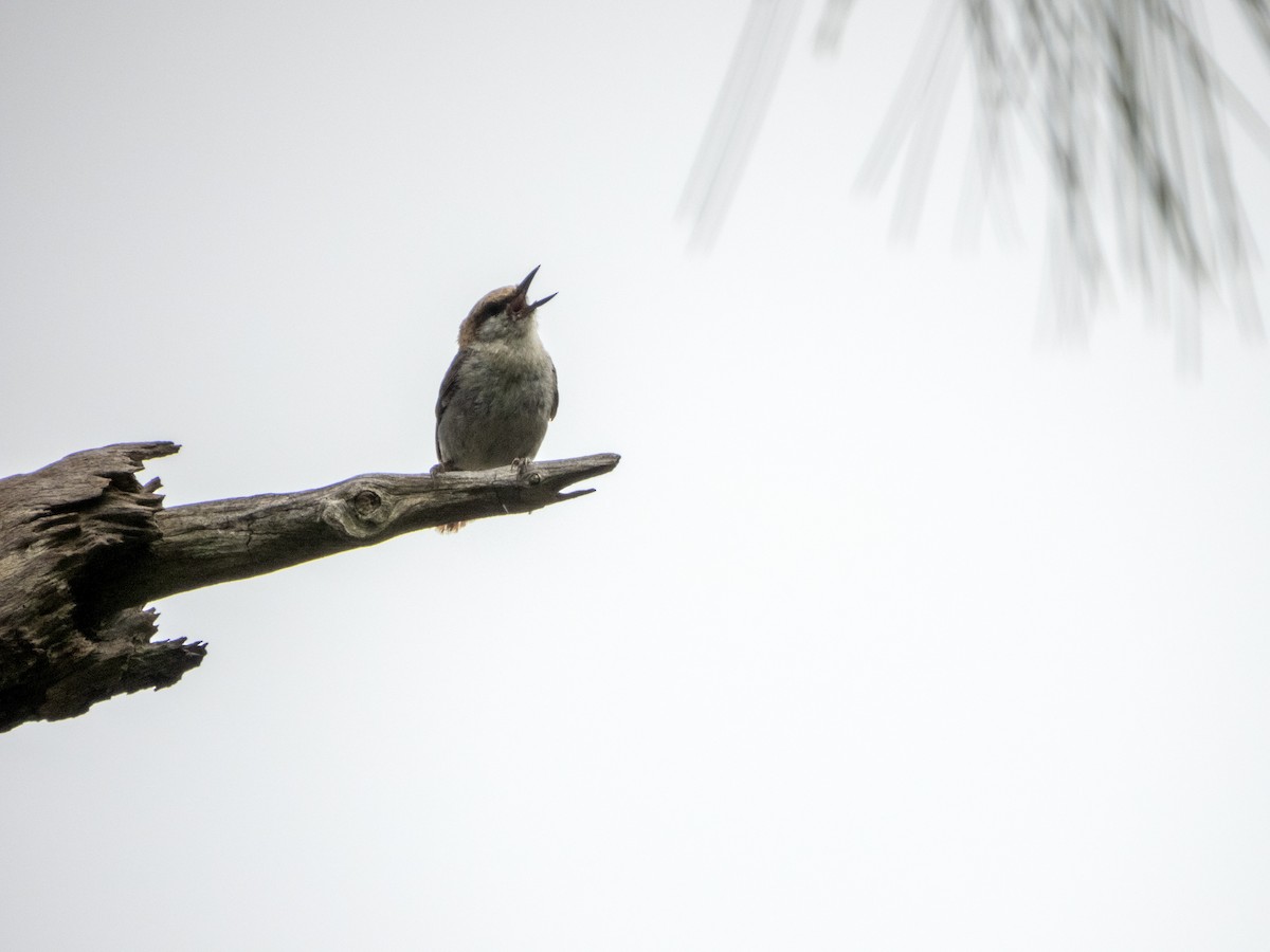 Brown-headed Nuthatch - ML620773184