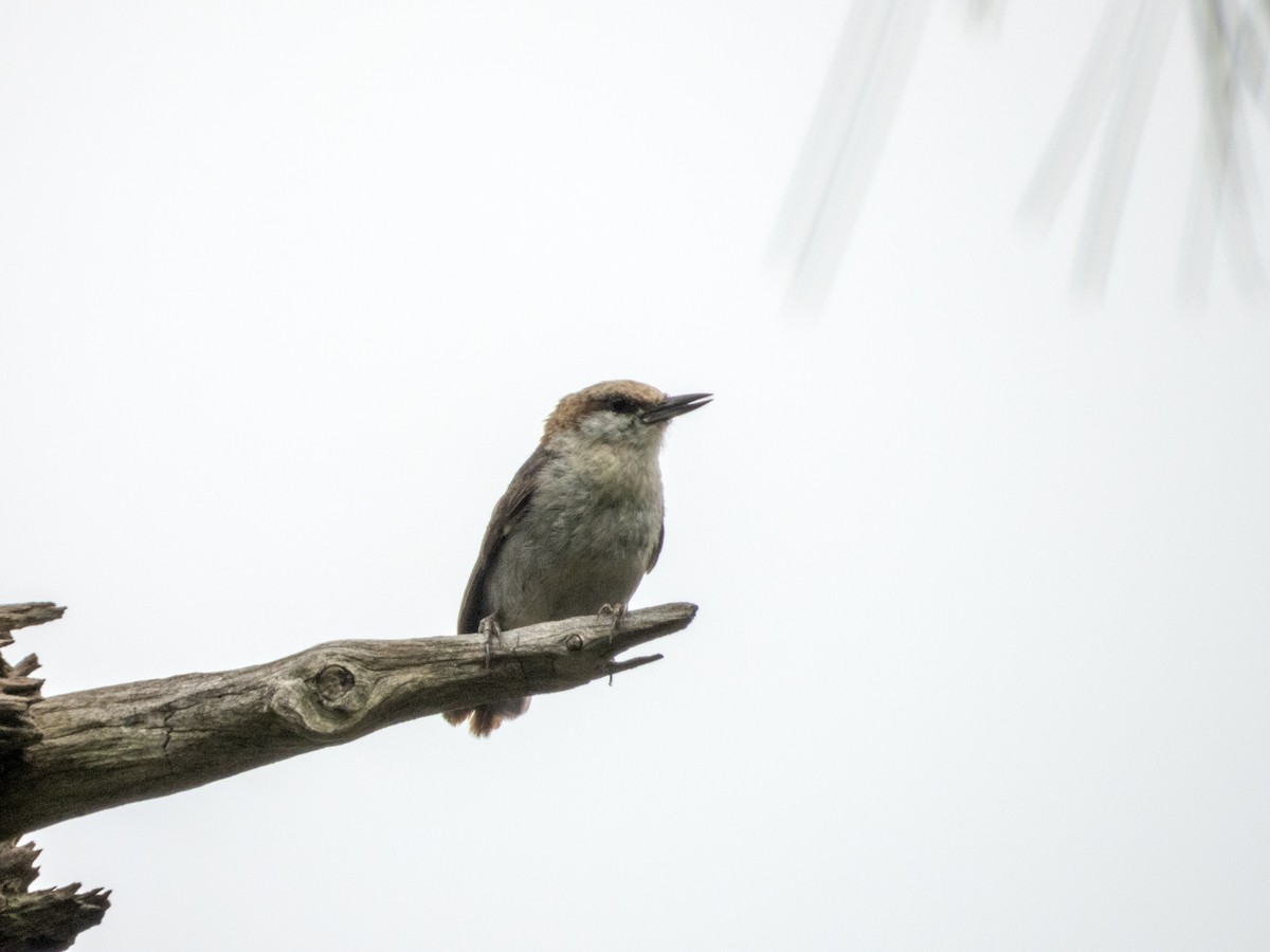 Brown-headed Nuthatch - ML620773185