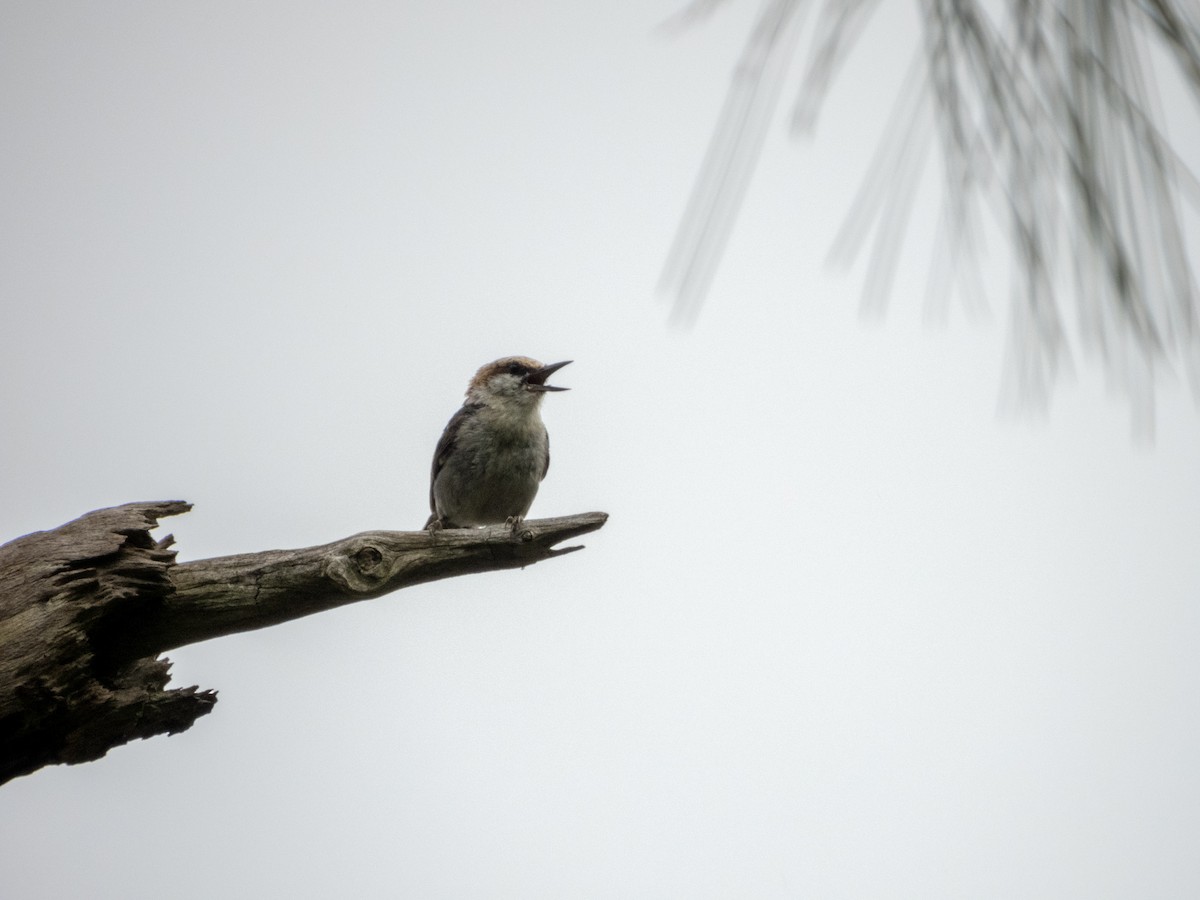 Brown-headed Nuthatch - ML620773186