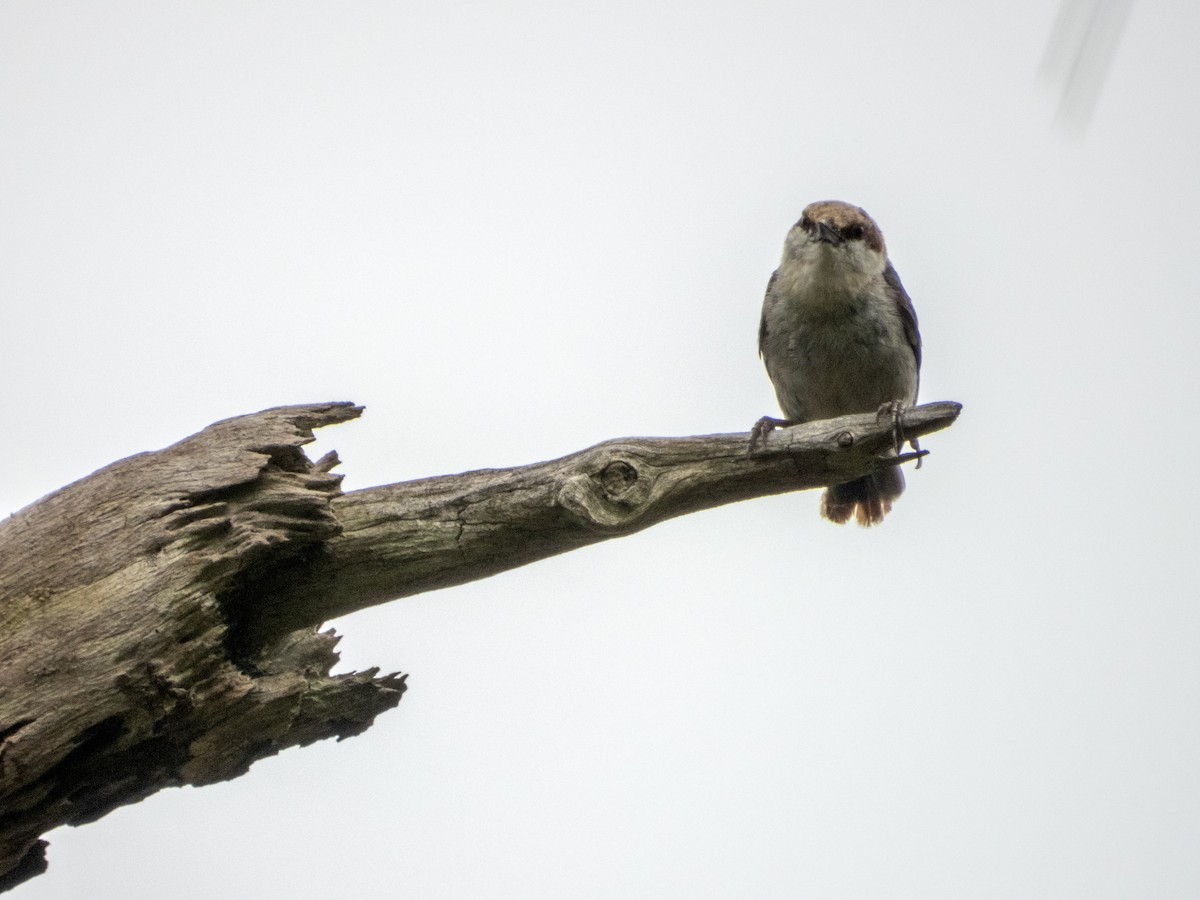 Brown-headed Nuthatch - ML620773188