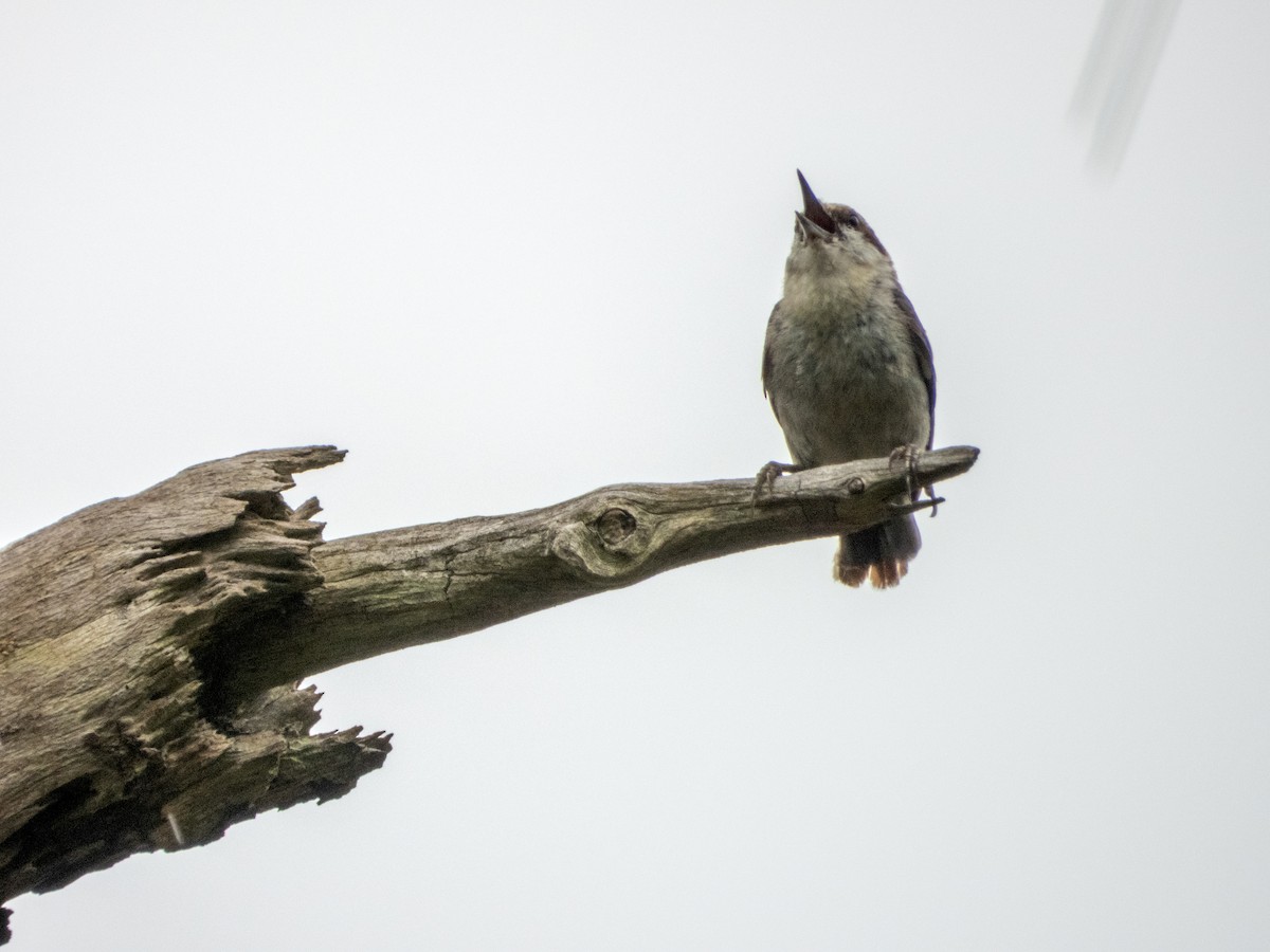 Brown-headed Nuthatch - Mark Penkower