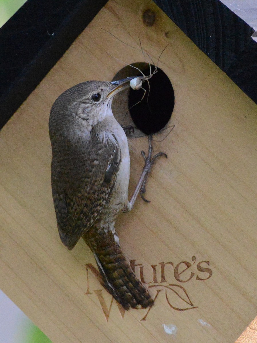 House Wren - ML620773190