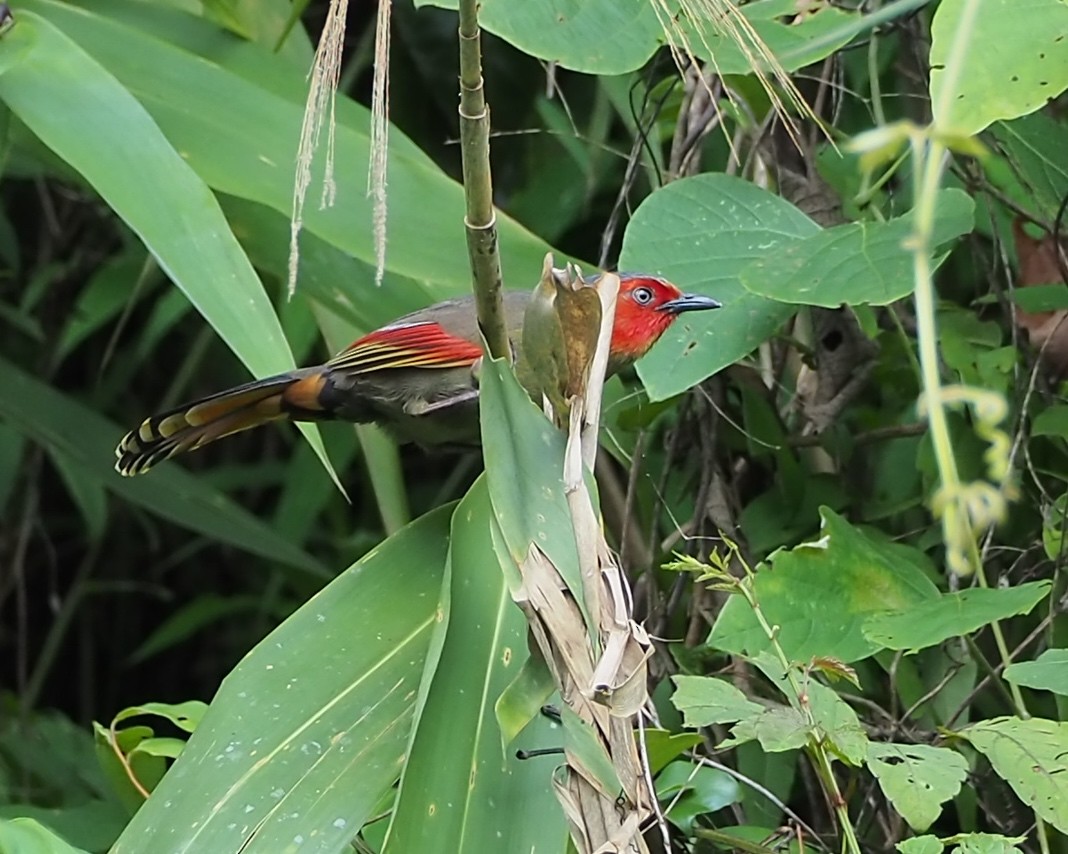 Scarlet-faced Liocichla - ML620773193