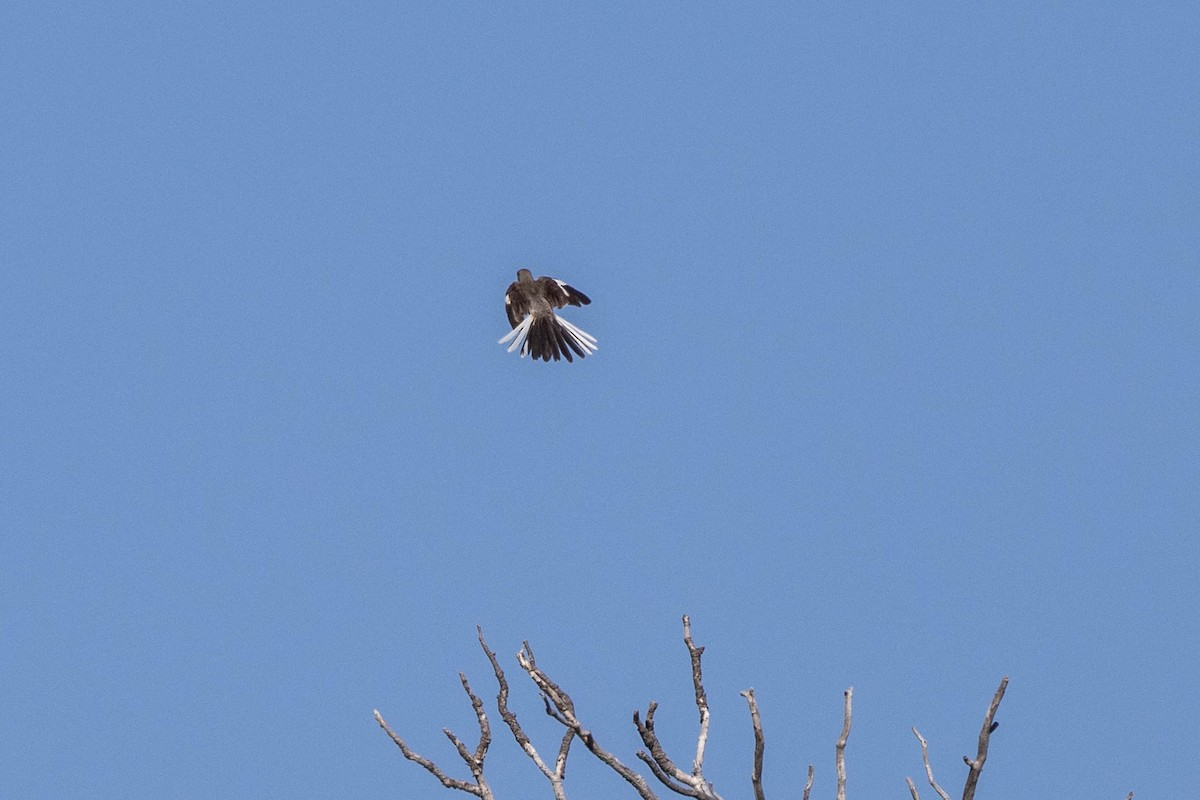 Northern Mockingbird - ML620773194