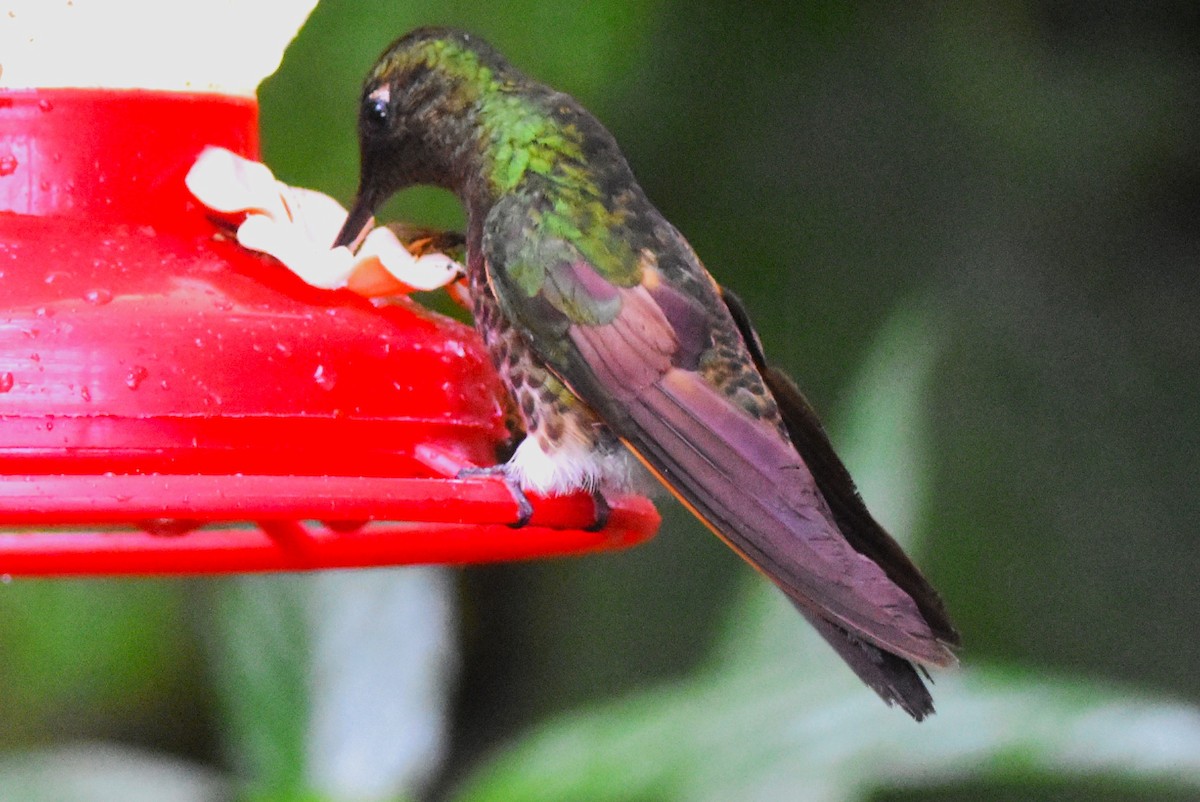 Buff-tailed Coronet - Old Sam Peabody