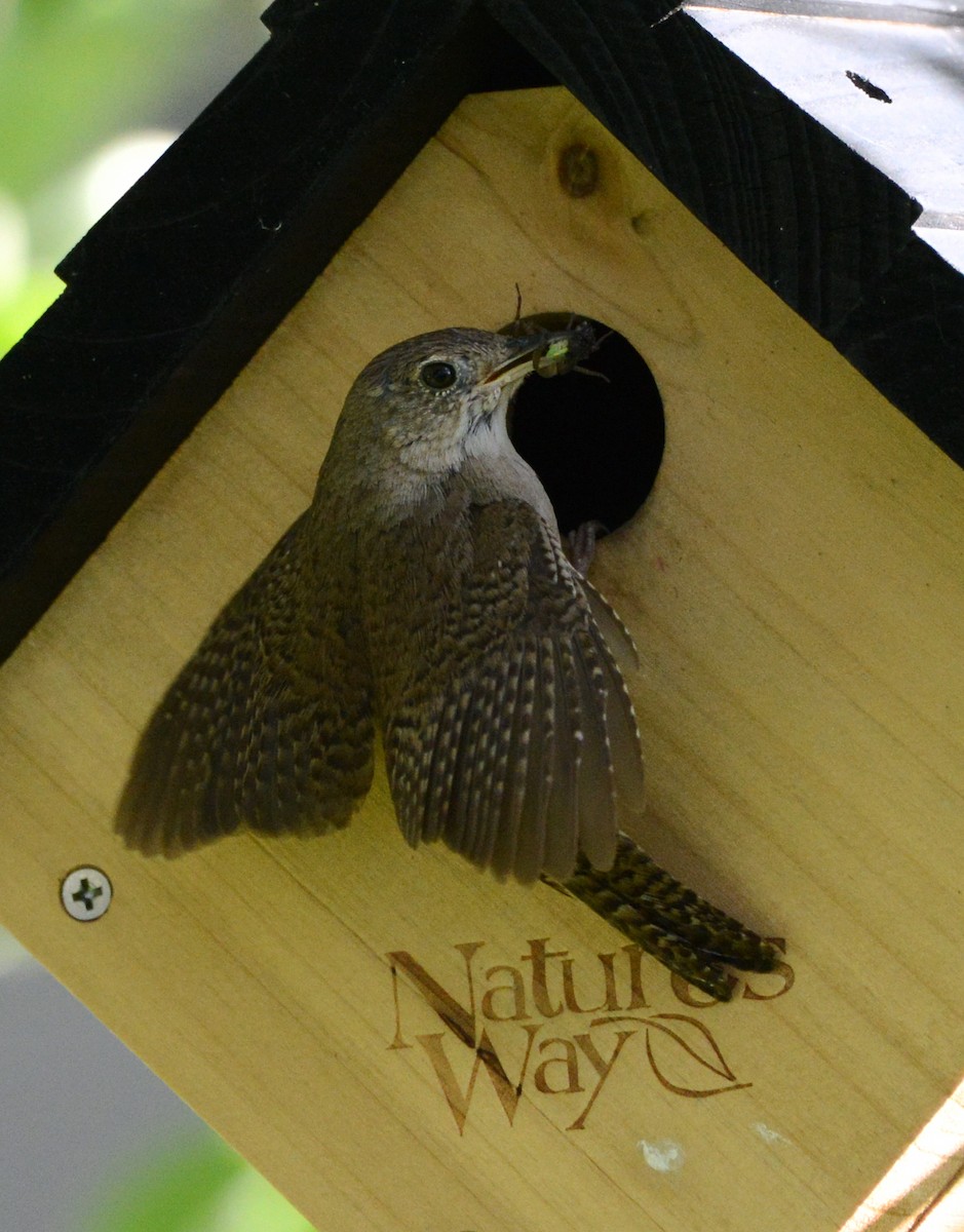 House Wren - ML620773197