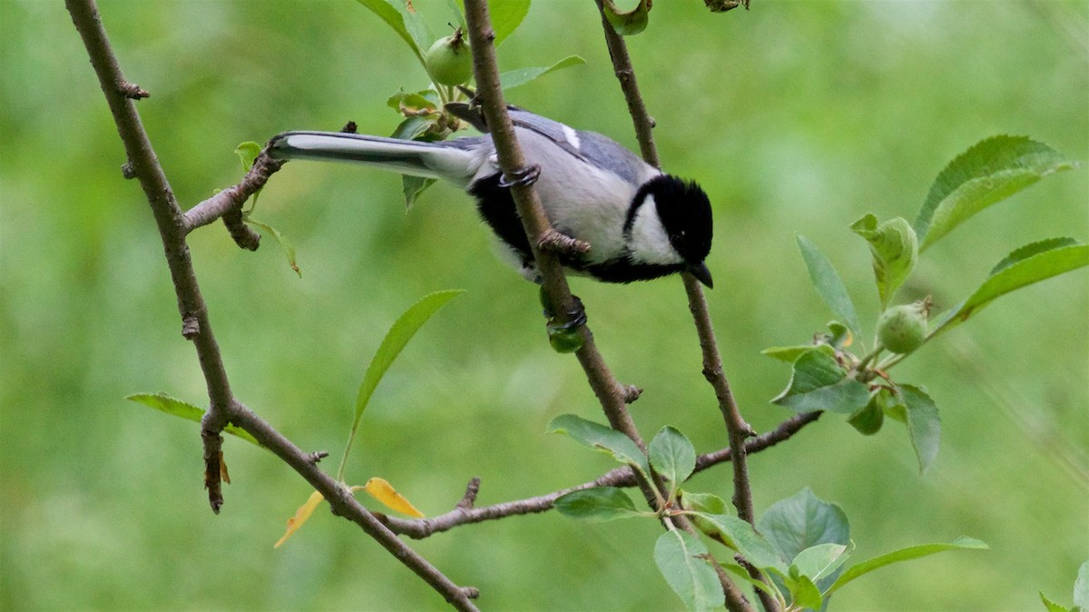 Great Tit (Turkestan) - ML620773199