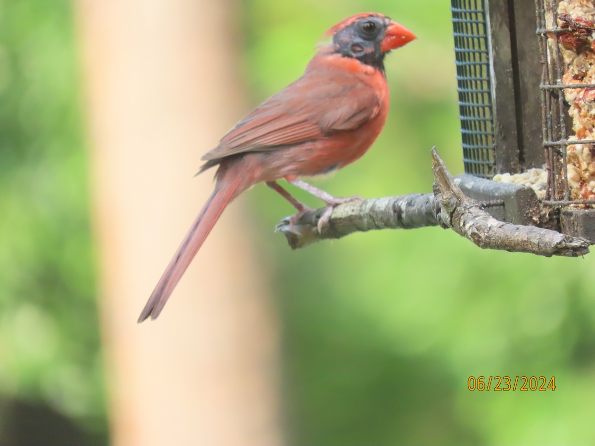 Cardinal rouge - ML620773203