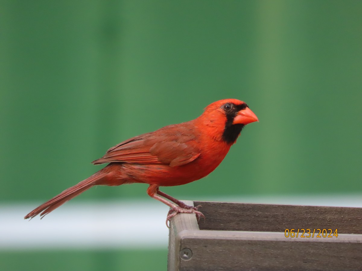 Cardinal rouge - ML620773204