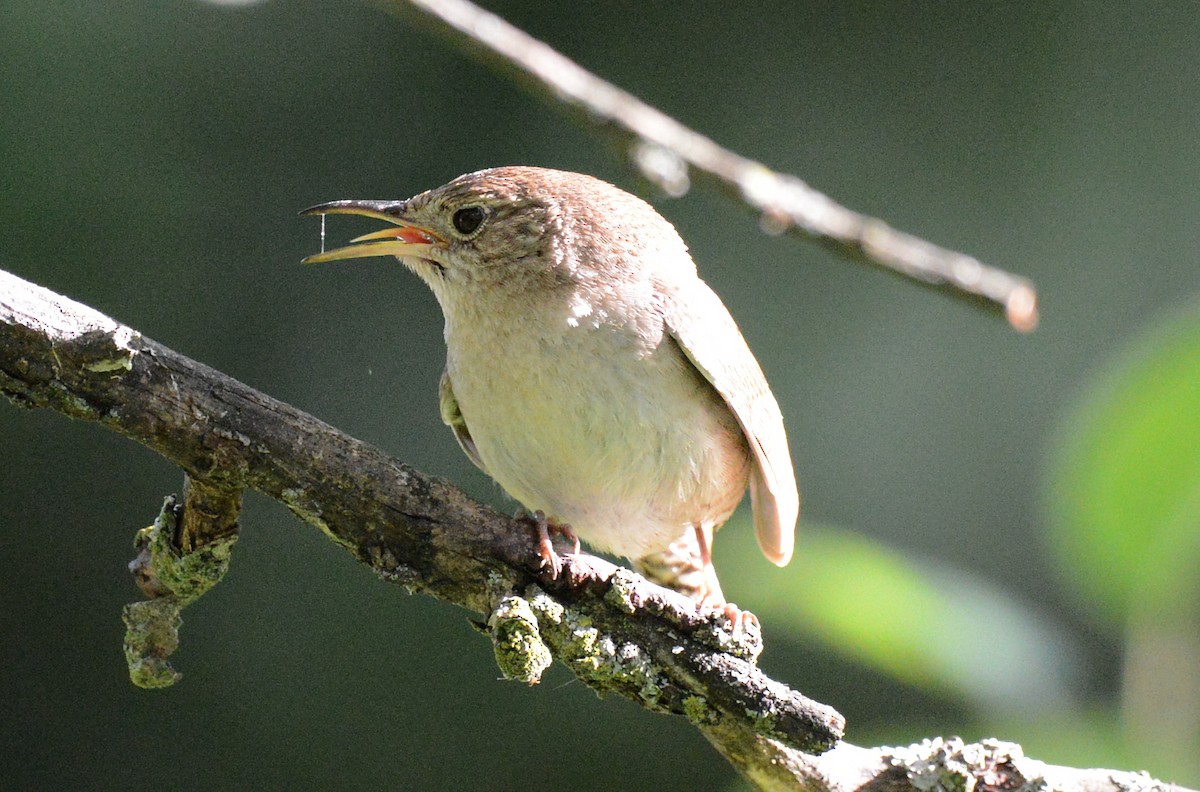 House Wren - ML620773207