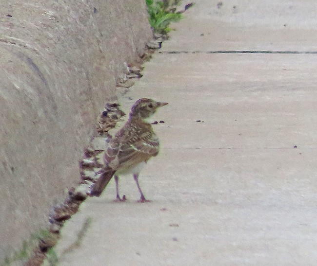 Horned Lark - ML620773228