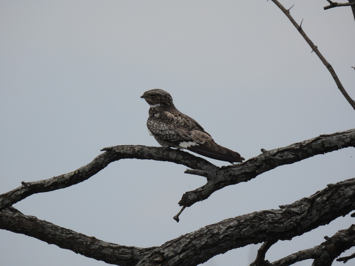 Common Nighthawk - ML620773233