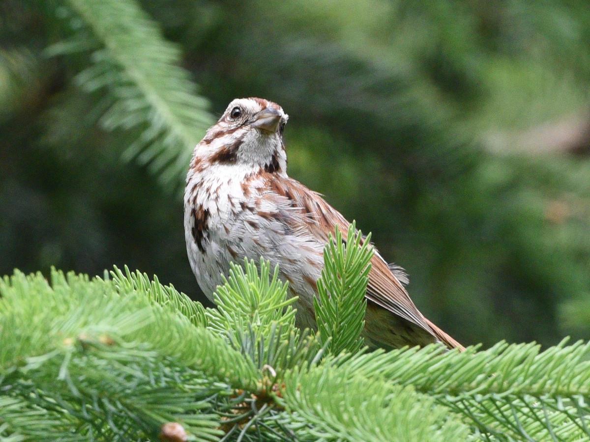 Song Sparrow - ML620773237