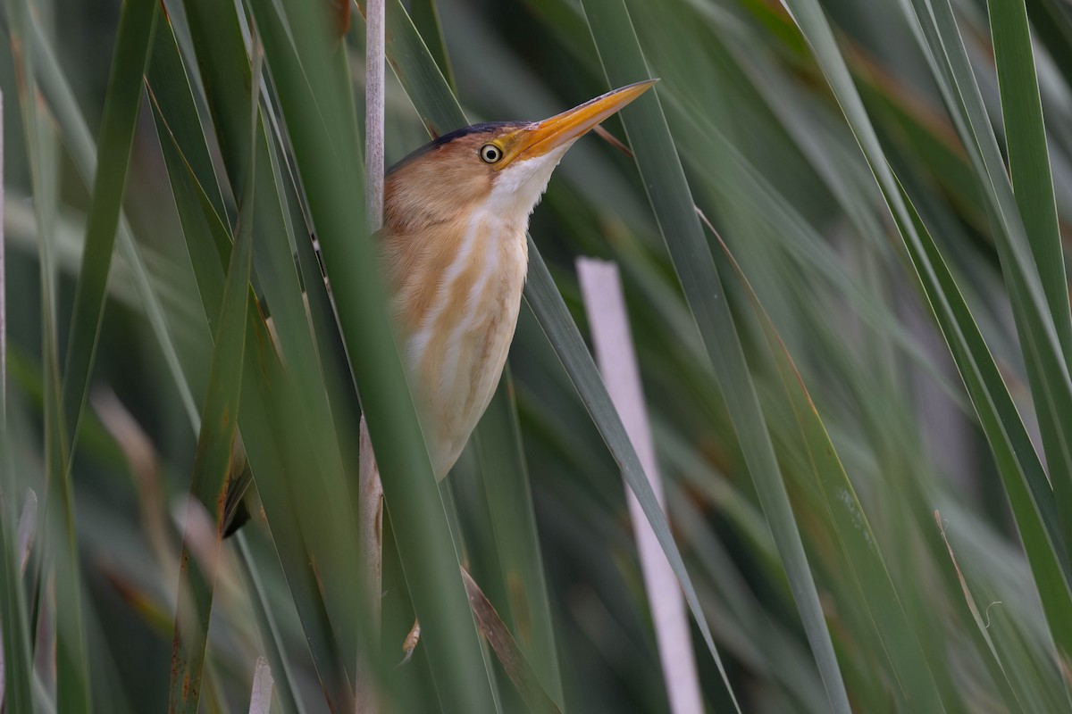 Least Bittern - ML620773239