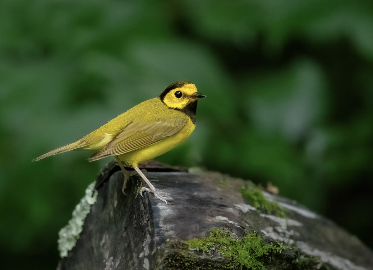 Hooded Warbler - ML620773246