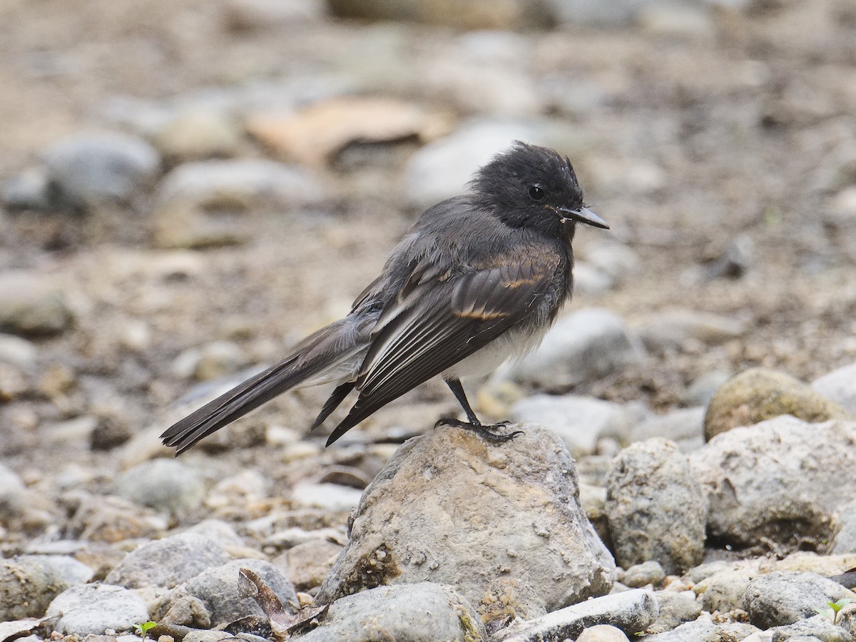 Black Phoebe - ML620773247