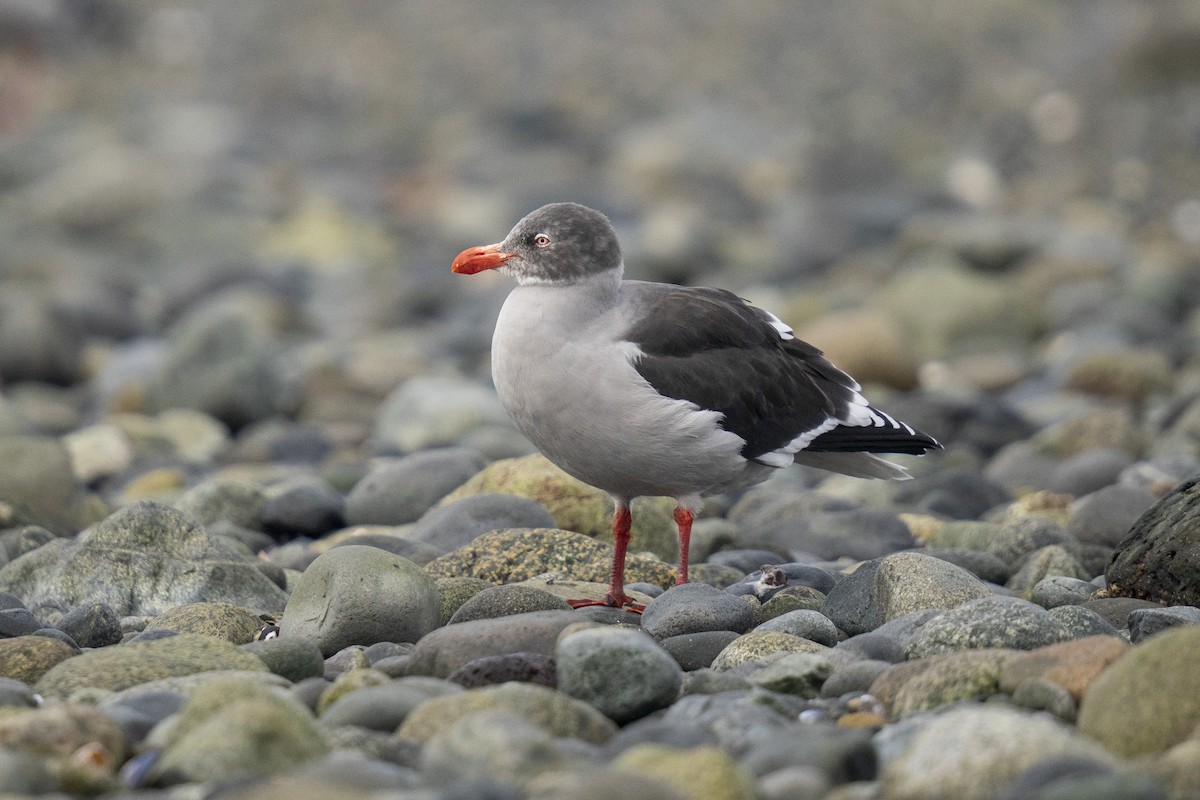 Dolphin Gull - ML620773257