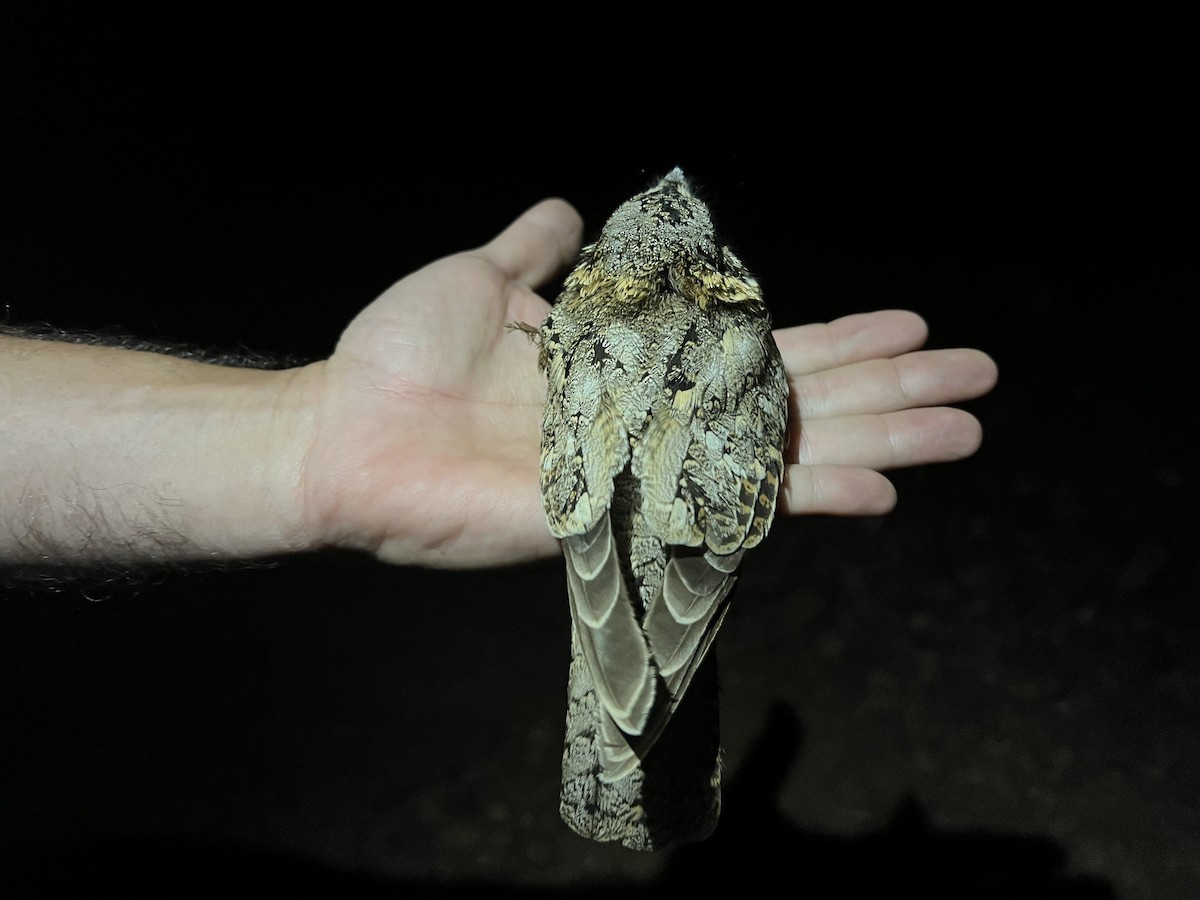 Tschudi's Nightjar - ML620773276