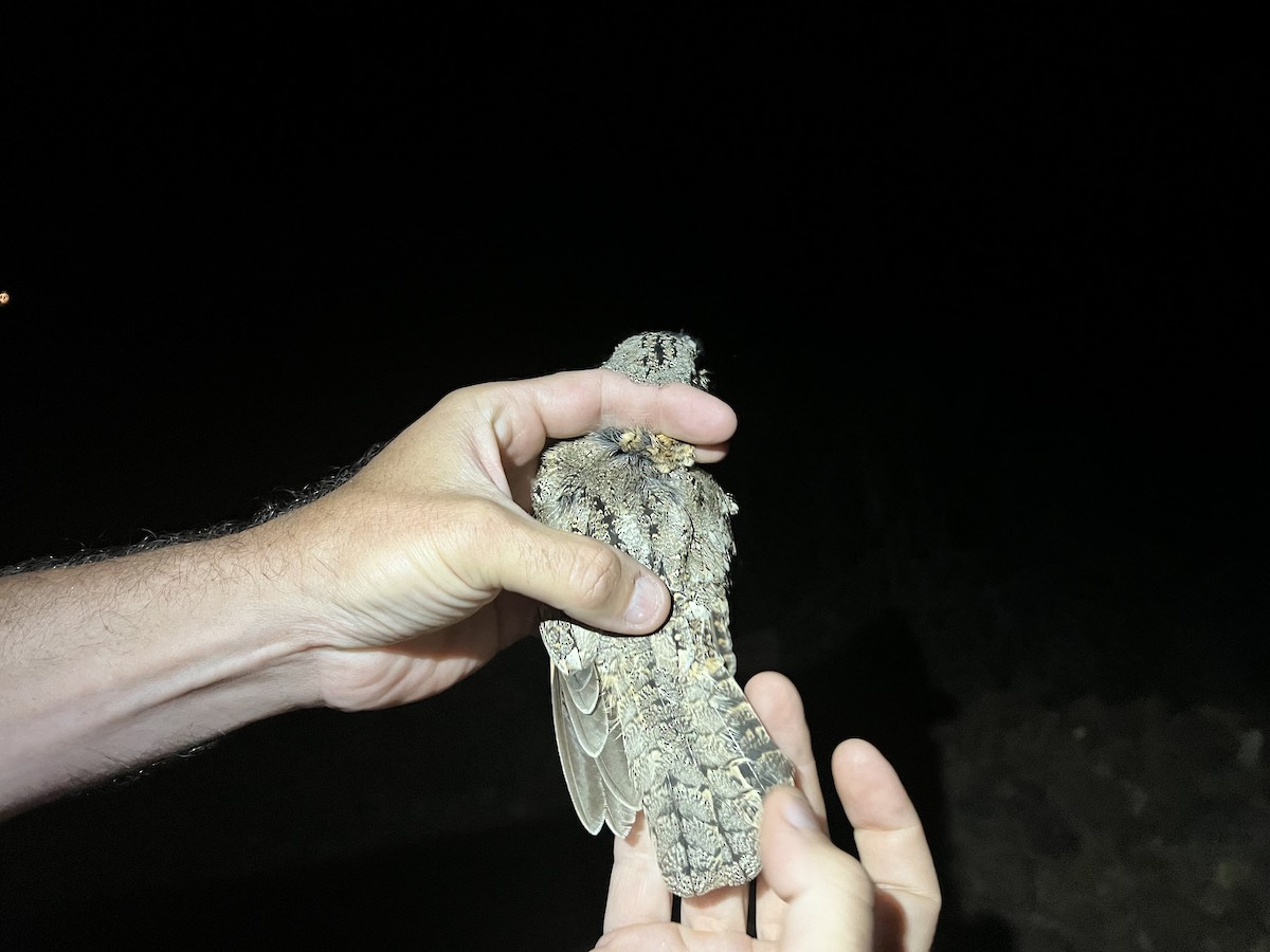 Tschudi's Nightjar - ML620773277