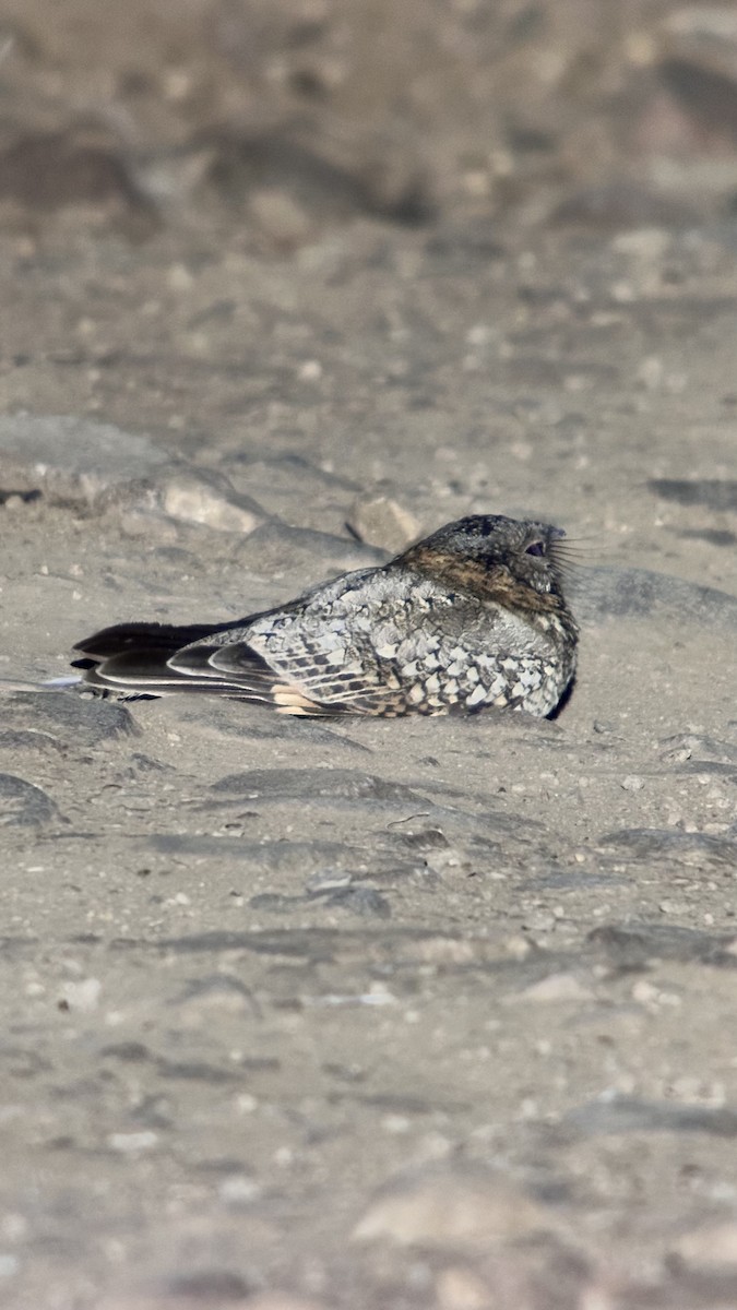 Tschudi's Nightjar - ML620773278