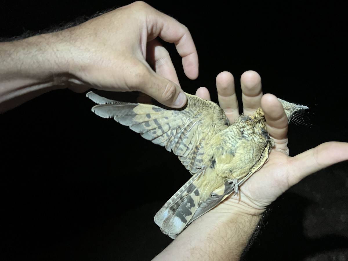 Tschudi's Nightjar - ML620773279