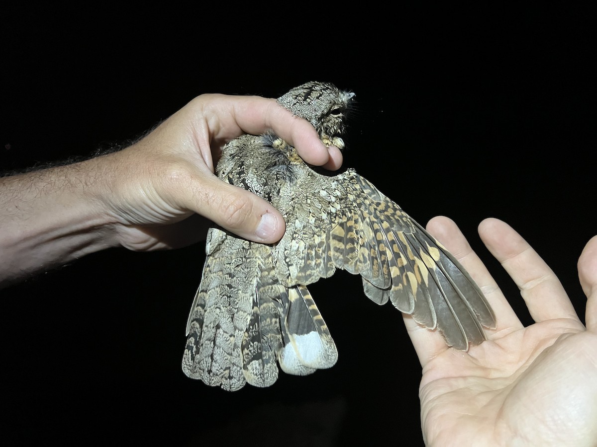 Tschudi's Nightjar - ML620773280