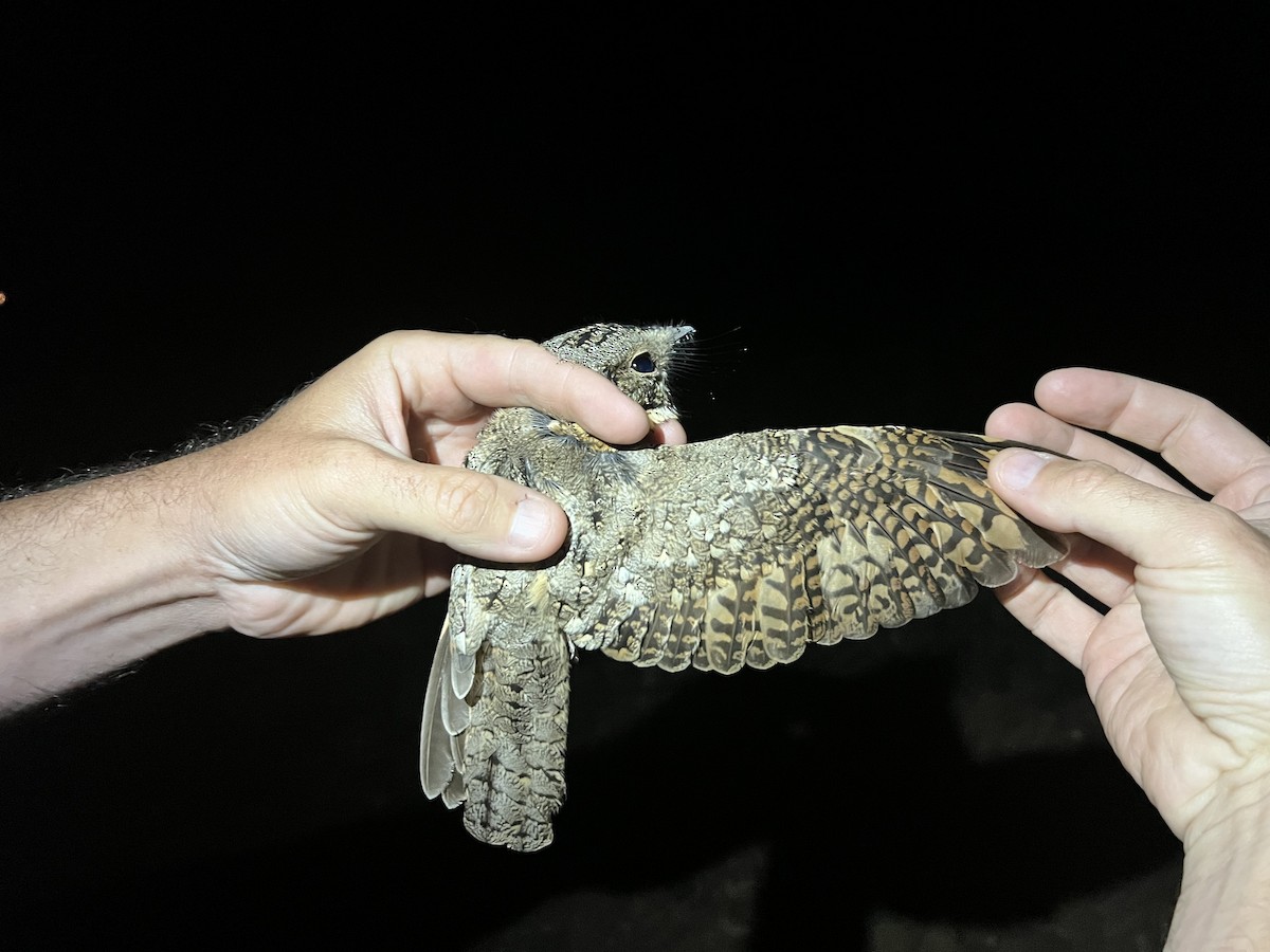 Tschudi's Nightjar - ML620773281