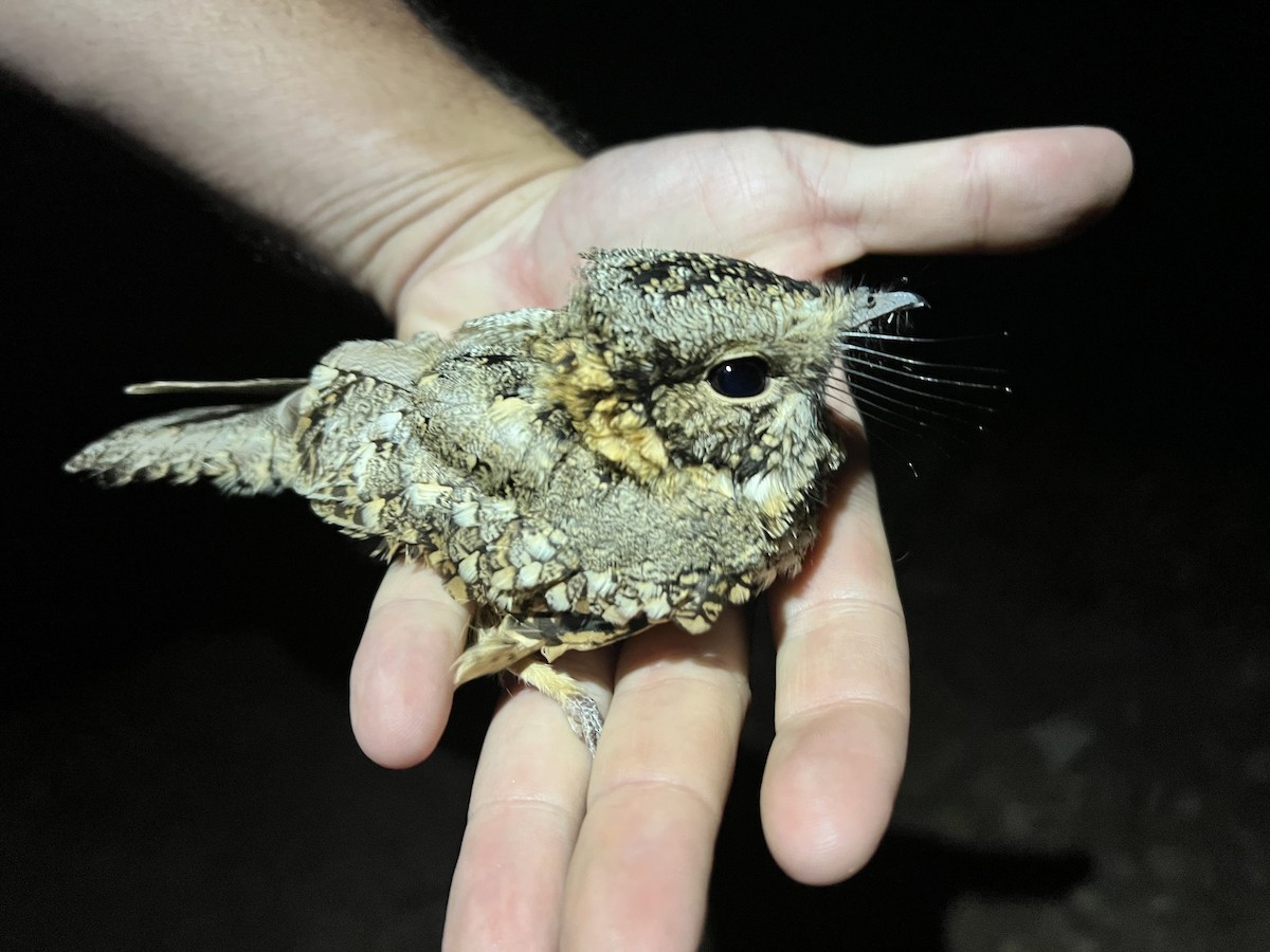 Tschudi's Nightjar - ML620773283