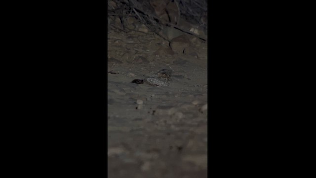 Tschudi's Nightjar - ML620773284