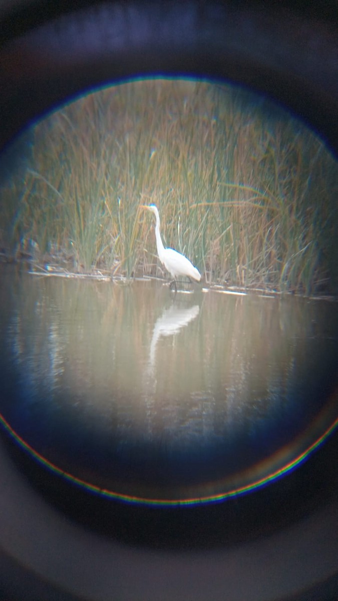 Great Egret - ML620773285