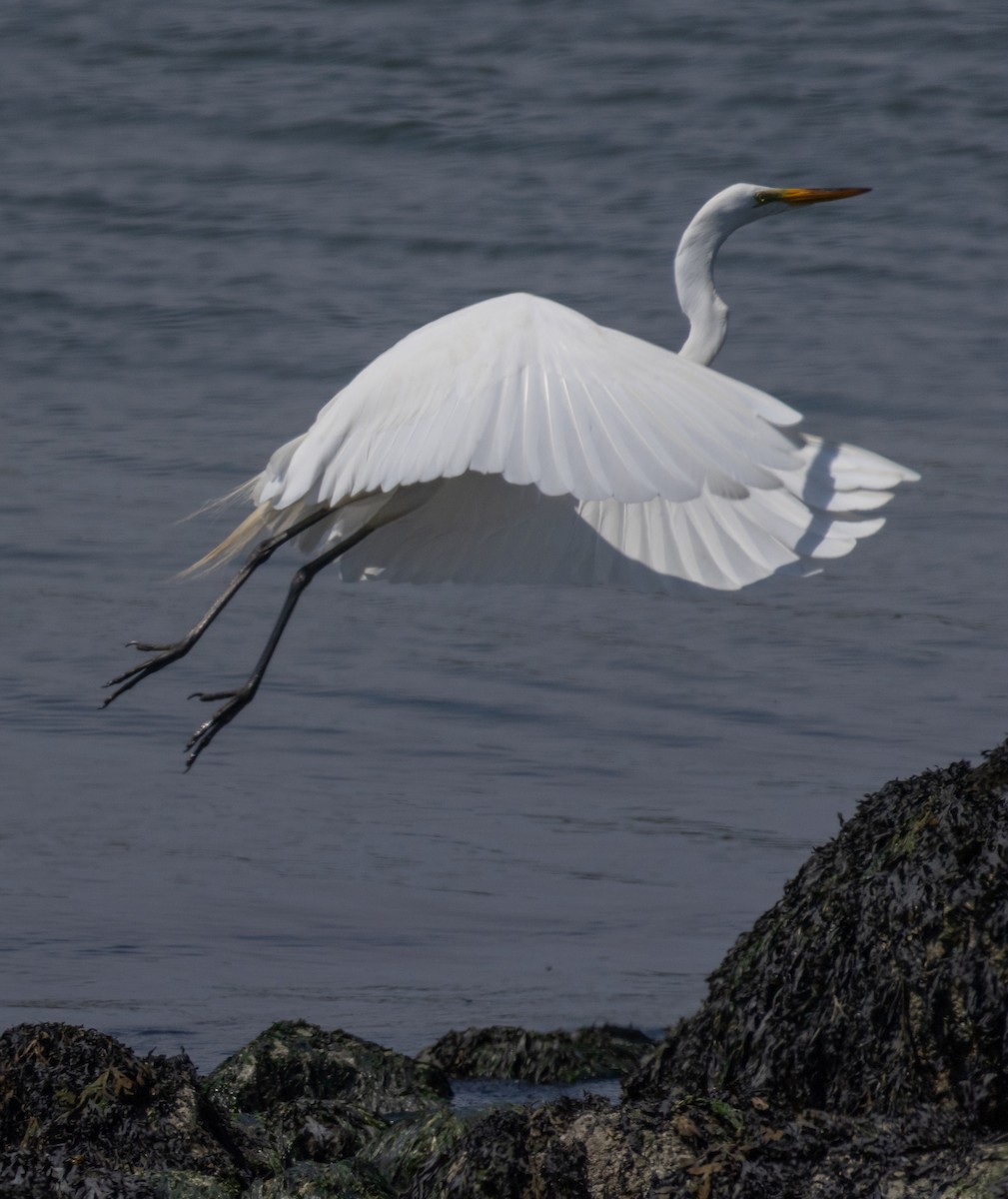 Great Egret - ML620773290